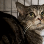 Stray Cat Enzo's Daring Rescue from Brooklyn Subway Tracks Captivates New Yorkers