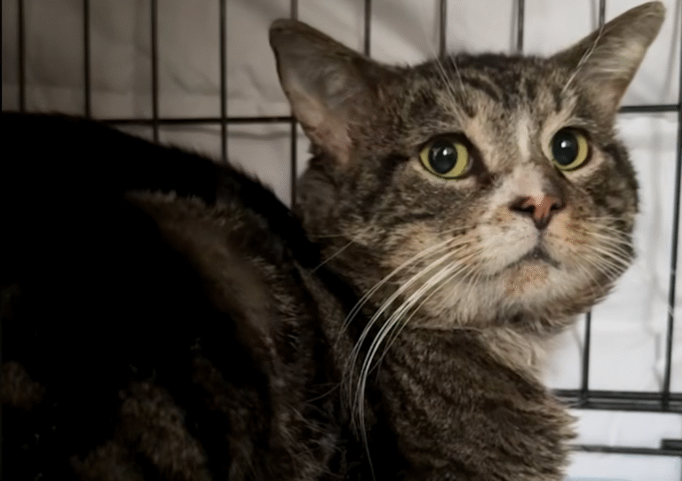 Stray Cat Enzo's Daring Rescue from Brooklyn Subway Tracks Captivates New Yorkers
