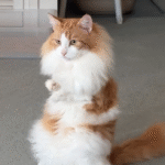 Floyd the T-Rex Kitty Emerges as the Ultimate Big Brother