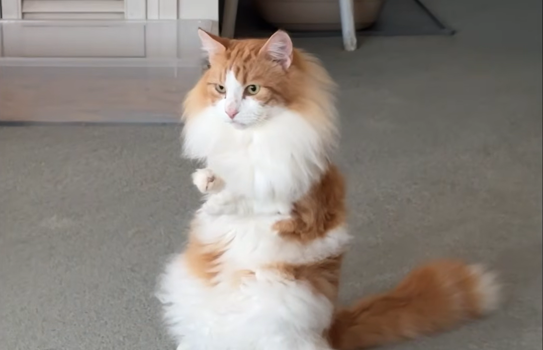 Floyd the T-Rex Kitty Emerges as the Ultimate Big Brother