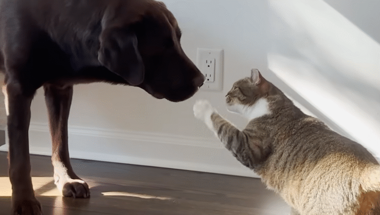 Grumpy Cat Karen Finds Her Forever Friend in Rescue Dog Joni