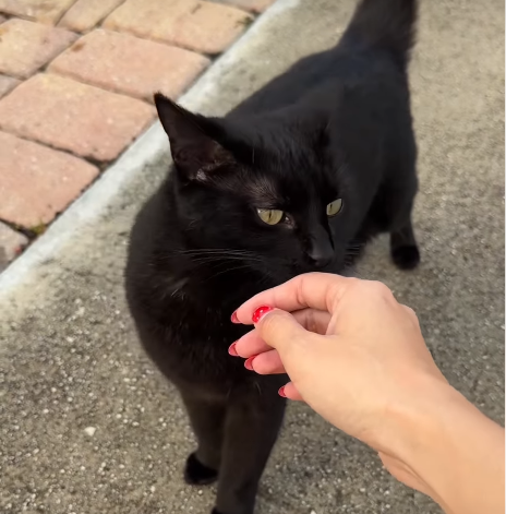 Indoor Cat Left Behind to Survive Outdoors After Owner Moves Out