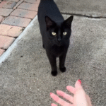 Indoor Cat Left Behind to Survive Outdoors After Owner Moves Out