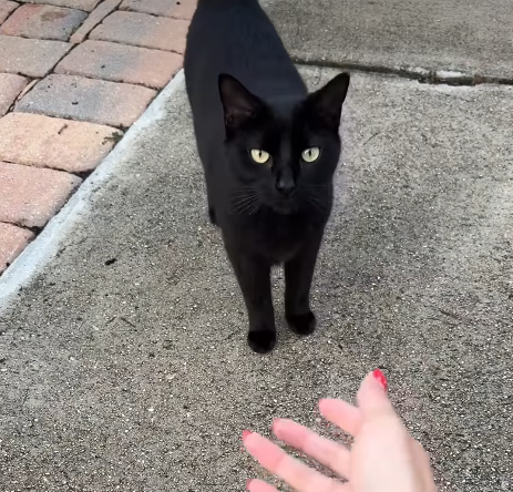 Indoor Cat Left Behind to Survive Outdoors After Owner Moves Out