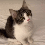 Kitten Loses His First Tooth - Then the 'Tooth Fairy' Leaves a Special Surprise