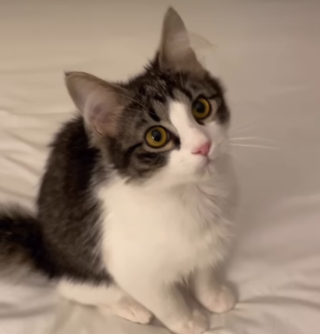 Kitten Loses His First Tooth - Then the 'Tooth Fairy' Leaves a Special Surprise