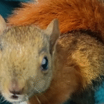 Rescued Baby Squirrels Return Daily to Greet Their Lifesaver Andrea