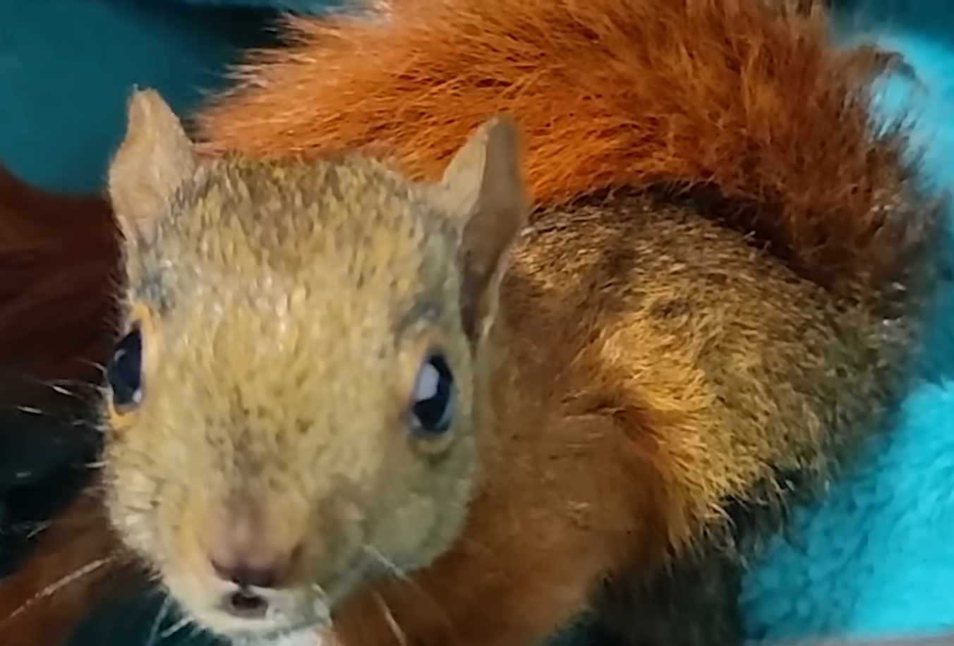 Rescued Baby Squirrels Return Daily to Greet Their Lifesaver Andrea