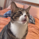 Abandoned in a Box, This Affectionate Cat’s Reaction Breaks Hearts