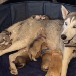 Rescue Husky's Secret Litter of Six Puppies Shocks Adopting Couple