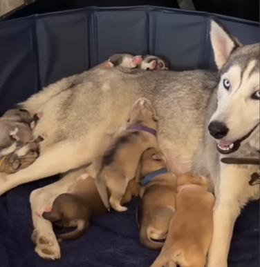 Rescue Husky's Secret Litter of Six Puppies Shocks Adopting Couple