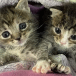 Tiny Kittens Under 50 Grams Defy Death in Miraculous Vet Rescue
