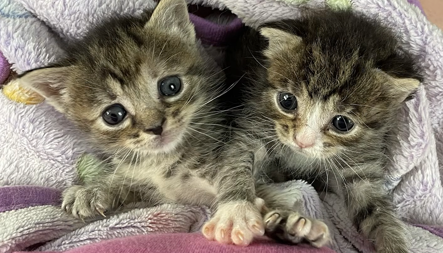 Tiny Kittens Under 50 Grams Defy Death in Miraculous Vet Rescue