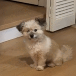 Deaf Rescue Dog Wins Hearts With Her Must-Have Morning Routine