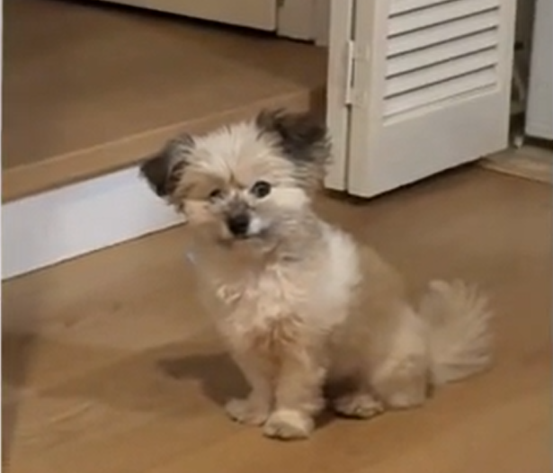 Deaf Rescue Dog Wins Hearts With Her Must-Have Morning Routine