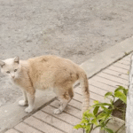 Stray Cat's Swollen Belly Hides Shocking Secret: Not Pregnant, But a Male in Crisis