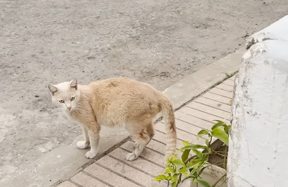 Stray Cat's Swollen Belly Hides Shocking Secret: Not Pregnant, But a Male in Crisis