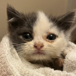 Meet Kermit: Dwarf Cat's 'Old Man Face' and Tiny Body Captivate the Internet