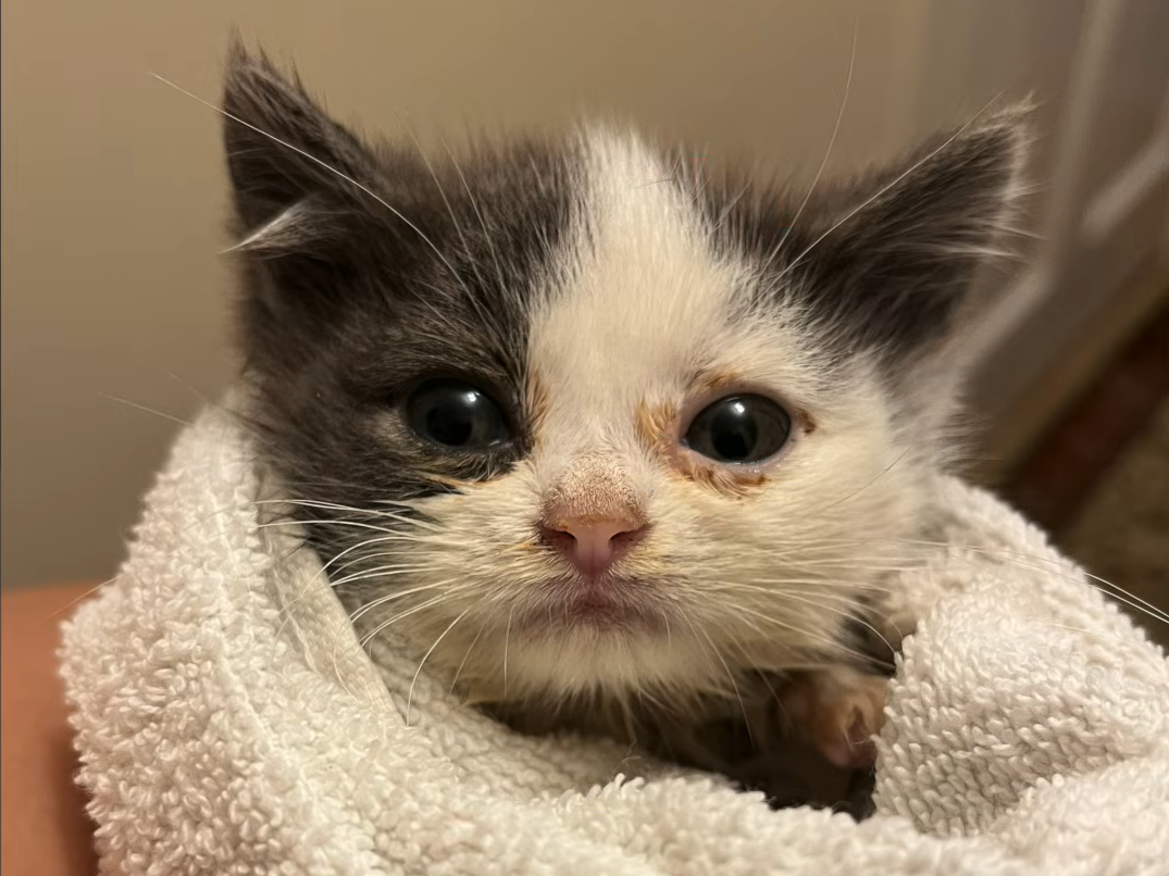 Meet Kermit: Dwarf Cat's 'Old Man Face' and Tiny Body Captivate the Internet