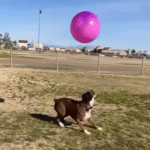 Shy Rescue Dog Nina's Explosive Joy Over First Toy Ignites Viral Pet Frenzy