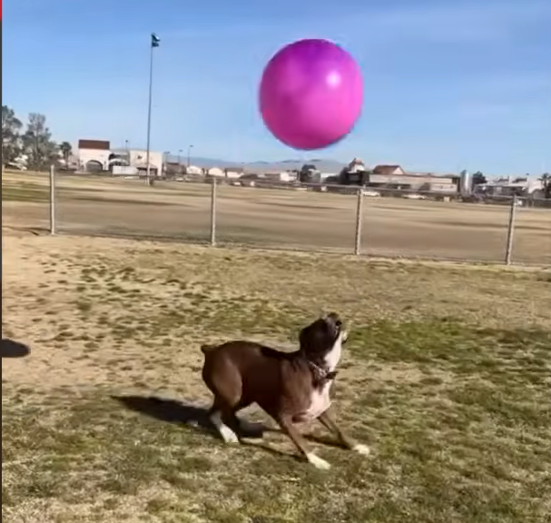 Shy Rescue Dog Nina's Explosive Joy Over First Toy Ignites Viral Pet Frenzy