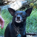 Hiker Jason's Clever Tactic Saves Tiny Chihuahua Lost Deep in the Woods