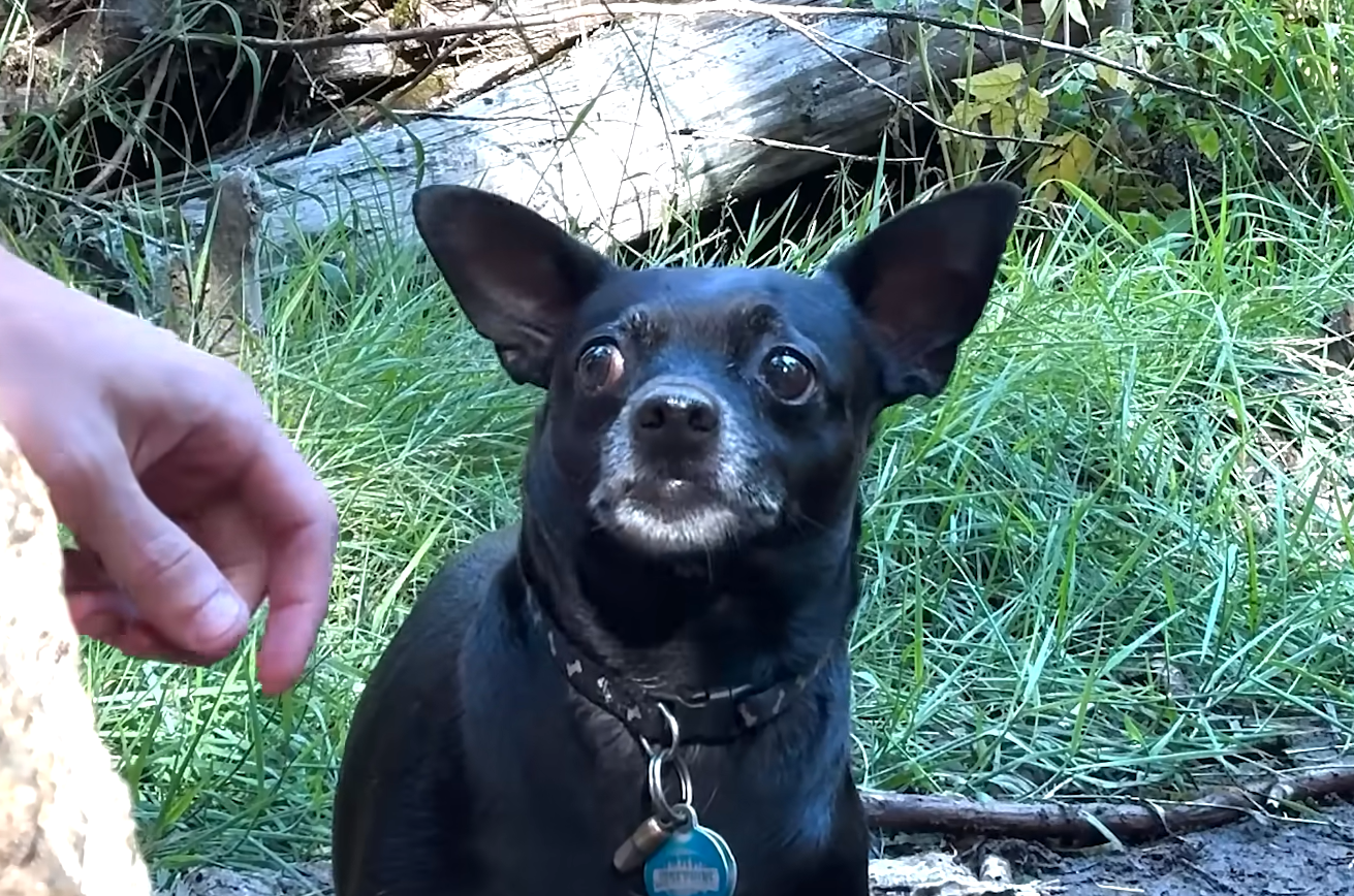 Hiker Jason's Clever Tactic Saves Tiny Chihuahua Lost Deep in the Woods