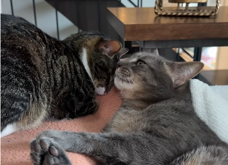 Cat Owner Left in Awe After Filming 'Sweetest Moment' Between Siblings
