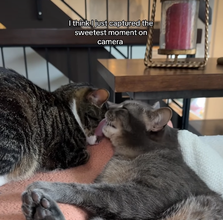 Cat Owner Left in Awe After Filming 'Sweetest Moment' Between Siblings
