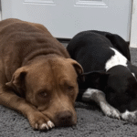 Bullied Street Dog's Heartwarming Turnaround: Pure Joy in a New Friendship