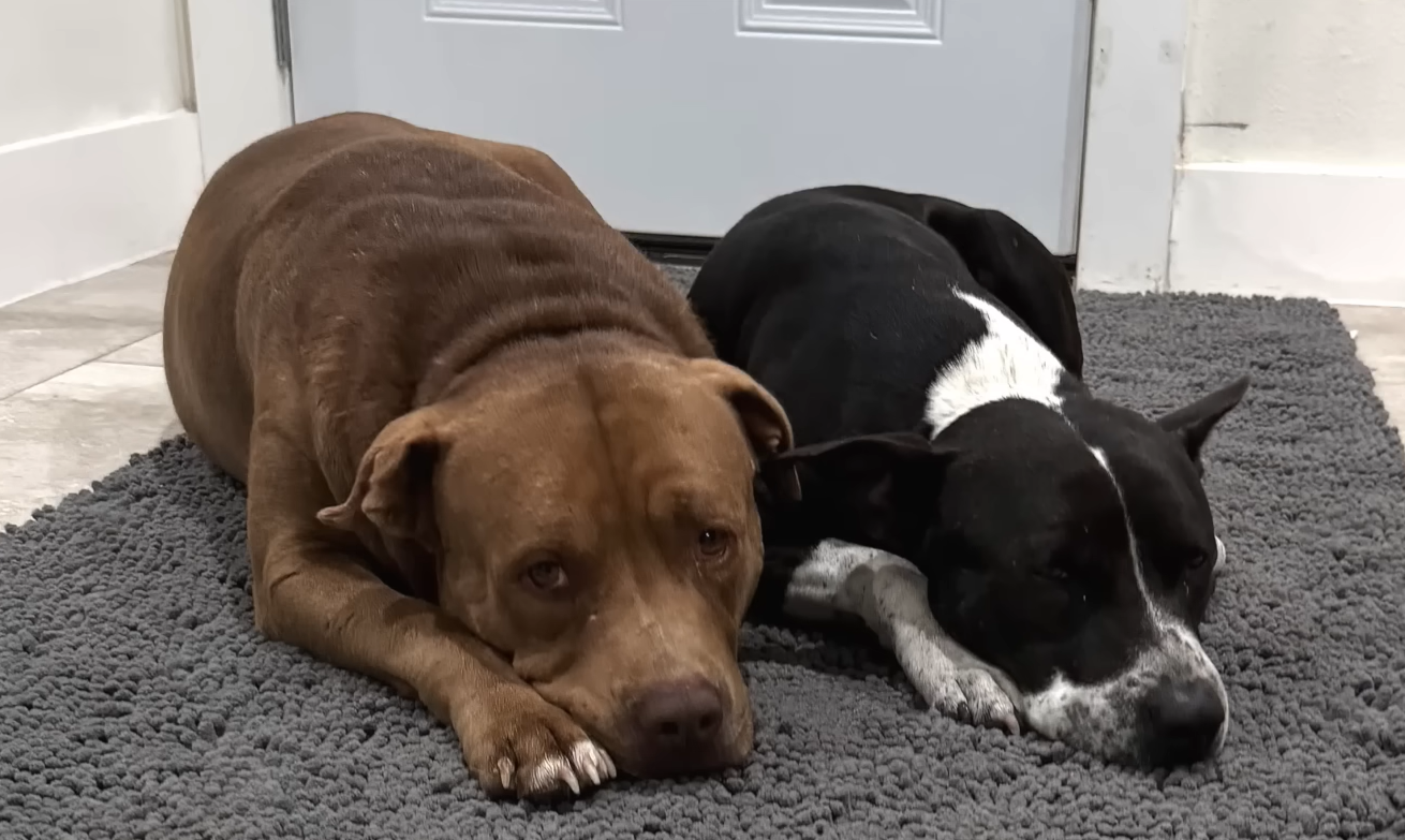 Bullied Street Dog's Heartwarming Turnaround: Pure Joy in a New Friendship