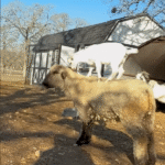 Rescued Baby Goat Marshmallow Hitches Rides on Sheep Bestie Onion's Back at Austin Farm Sanctuary