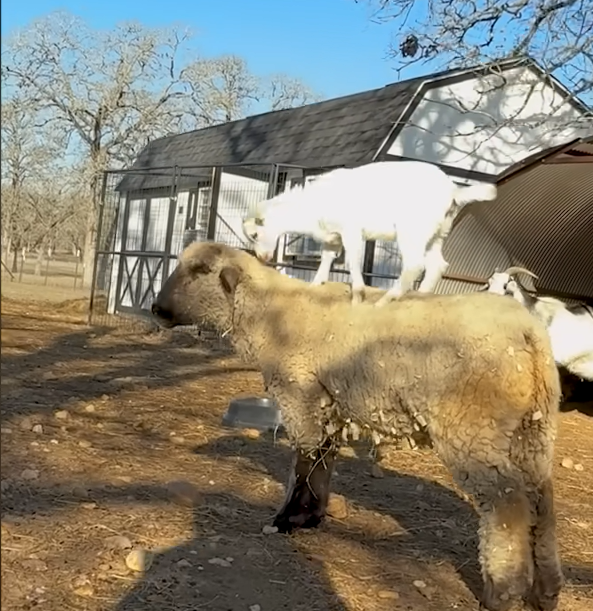 Rescued Baby Goat Marshmallow Hitches Rides on Sheep Bestie Onion's Back at Austin Farm Sanctuary