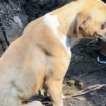 Stray Boxer Shadows Hikers Down Mountain, Lands Forever Home After Touching Rescue