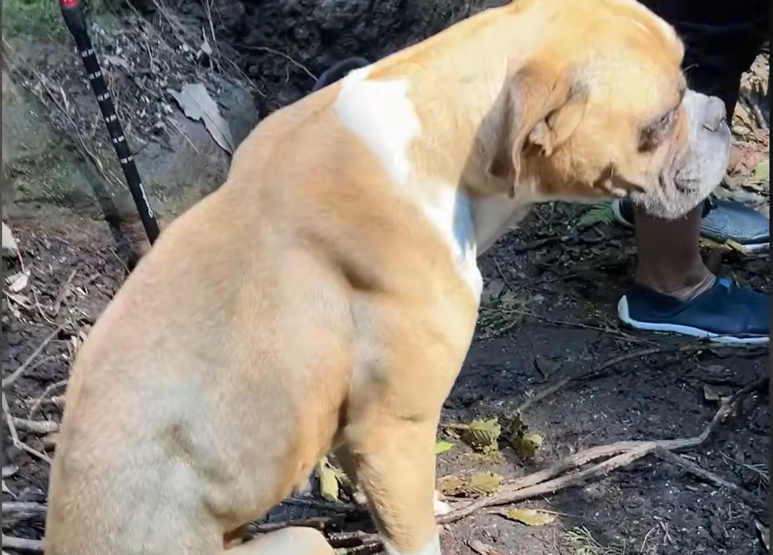 Stray Boxer Shadows Hikers Down Mountain, Lands Forever Home After Touching Rescue
