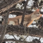 After 3 Days in a Tall Tree, Stranded Cat Is Rescued by Professional Climber