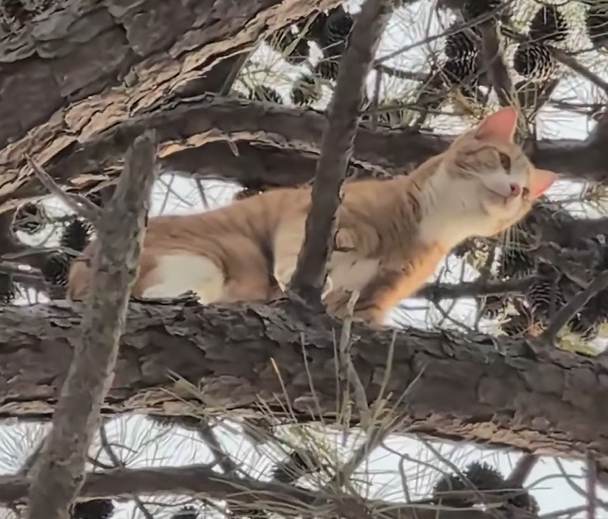 After 3 Days in a Tall Tree, Stranded Cat Is Rescued by Professional Climber
