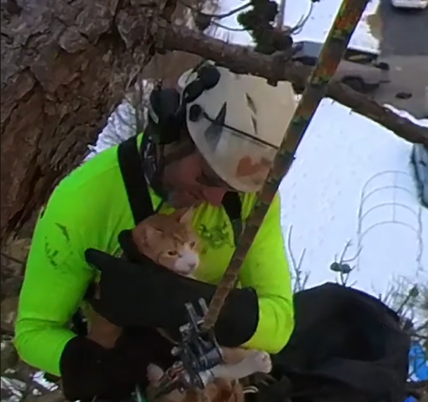After 3 Days in a Tall Tree, Stranded Cat Is Rescued by Professional Climber