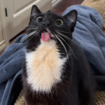 Megatron the Cat: Half-Jawed Rescue Feline Wins Hearts with Irresistible Charm