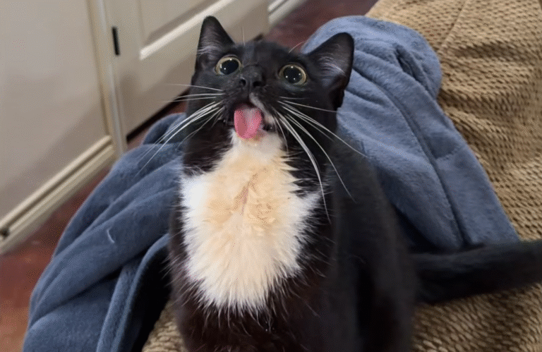 Megatron the Cat: Half-Jawed Rescue Feline Wins Hearts with Irresistible Charm