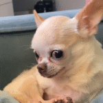 Family Leaves Tiny Chihuahua with Caretaker for One Week, Then Ghosts Her Forever