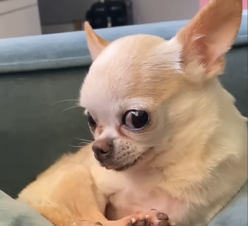 Family Leaves Tiny Chihuahua with Caretaker for One Week, Then Ghosts Her Forever