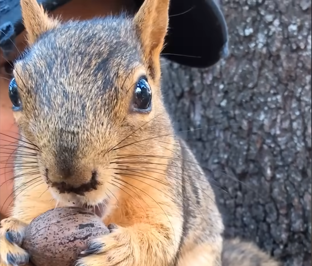 Pregnant Squirrel Returns to Her Rescuer Year After Year in Act of Ultimate Trust