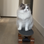 Tiny Kitten Teaches Herself to Skateboard—and the Internet Can’t Get Enough