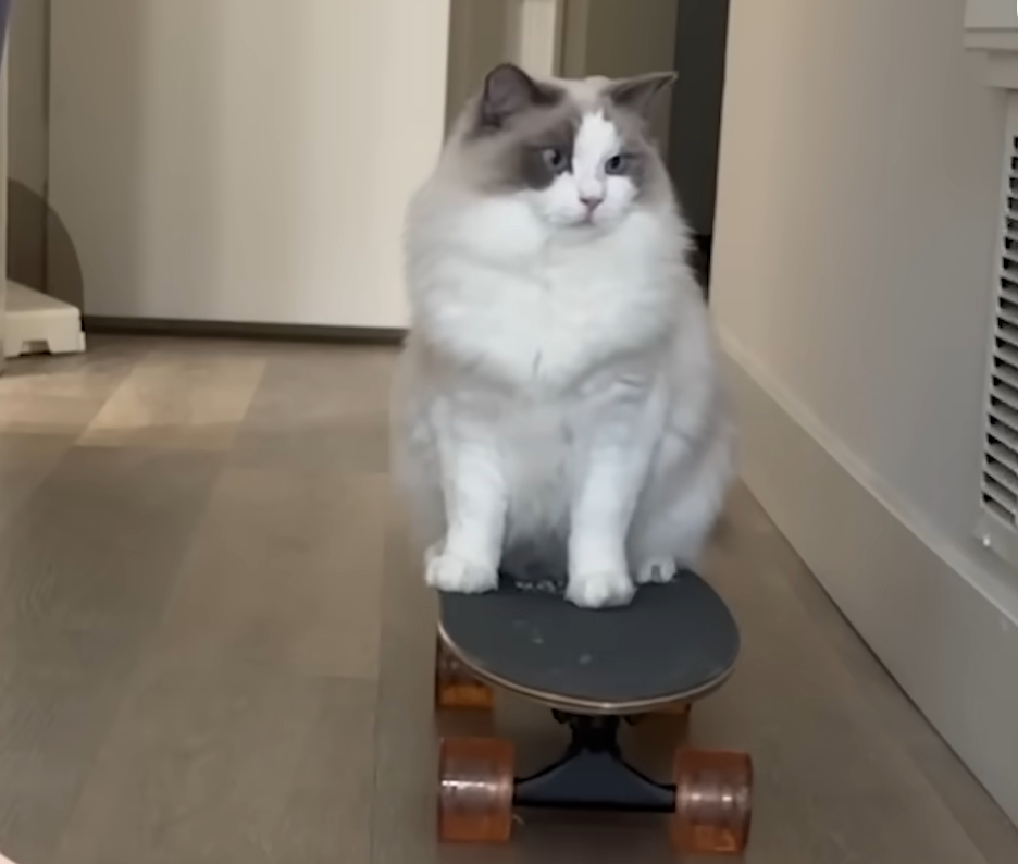 Tiny Kitten Teaches Herself to Skateboard—and the Internet Can’t Get Enough