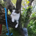 Man Climbs 60-Foot Tree to Rescue Cat—The Cat’s Reaction Says It All