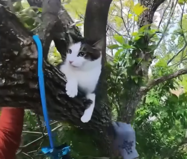 Man Climbs 60-Foot Tree to Rescue Cat—The Cat’s Reaction Says It All