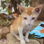 Ignored Street Kitten Finally Finds the Loving Home He Deserved