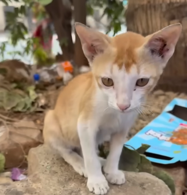 Ignored Street Kitten Finally Finds the Loving Home He Deserved