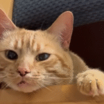 She Took Home a Shy Shelter Cat—What Happened Next Was Heartwarming